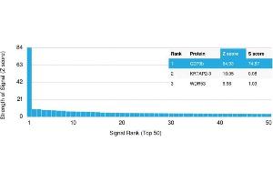 SDS-PAGE Analysis Purified CD44 Recombinant Mouse Monoclonal Antibody (rHCAM/918).