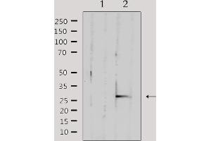 Western blot analysis of extracts from mouse brain, using TFAM Antibody. (TFAM anticorps  (Internal Region))
