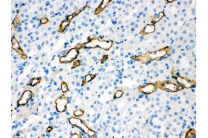 Anti- Aquaporin 1 Picoband antibody, IHC(P) IHC(P): Mouse Kidney Tissue