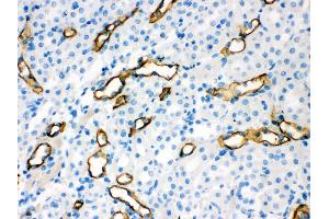 Anti- Aquaporin 1 Picoband antibody, IHC(P) IHC(P): Mouse Kidney Tissue (Aquaporin 1 anticorps  (C-Term))