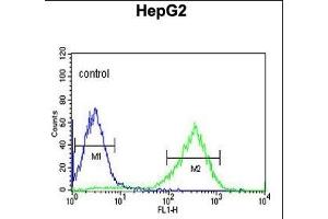 HFE2 Antibody (C-term) (ABIN653652 and ABIN2842993) flow cytometric analysis of HepG2 cells (right histogram) compared to a negative control cell (left histogram). (HFE2 anticorps  (C-Term))