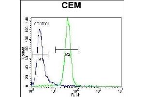 ARA Antibody (Center) (ABIN656834 and ABIN2846044) flow cytometric analysis of CEM cells (right histogram) compared to a negative control cell (left histogram). (PPARA anticorps  (AA 153-181))