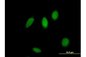 Immunofluorescence of purified MaxPab antibody to ZNF83 on HeLa cell. (ZNF83 anticorps  (AA 1-516))