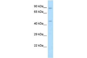 WB Suggested Anti-RGD1307830 Antibody Titration: 1. (ODR4 anticorps  (C-Term))