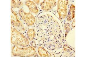 Immunohistochemistry of paraffin-embedded human kidney tissue using ABIN7170944 at dilution of 1:100