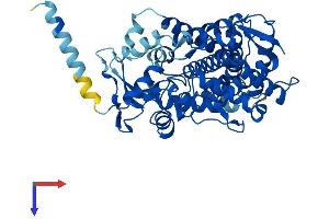AlphaFold protein structure predicition of Human Recombinant CYP2C9 Protein, UniprotID P11712