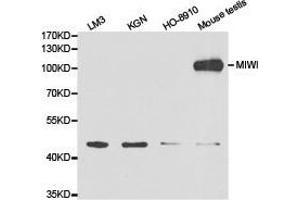 Western Blotting (WB) image for anti-Piwi-Like 1 (PIWIL1) antibody (ABIN1874144) (PIWIL1 anticorps)