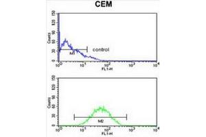 CNDP1 Antibody (C-term) flow cytometry analysis of CEM cells (bottom histogram) compared to a negative control cell (top histogram).