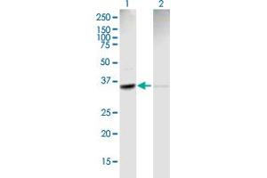 Western Blot analysis of ACTR2 expression in transfected 293T cell line by ACTR2 MaxPab polyclonal antibody.