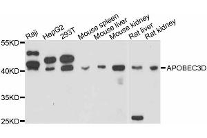 Western blot analysis of extracts of various cell lines, using APOBEC3D antibody (ABIN4902926) at 1:3000 dilution. (APOBEC3D anticorps)