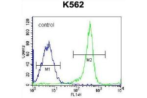 Flow Cytometric analysis of K562 cells using EIF3CL Antibody (N-term) Cat. (EIF3C anticorps  (N-Term))