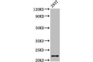 Western Blot Positive WB detected in: 293T whole cell lysate All lanes: CHMP1A antibody at 4. (CHMP1A anticorps  (AA 1-196))