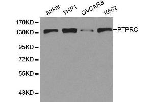 Western blot analysis of extracts of various cell lines, using PTPRC antibody. (CD45 anticorps  (AA 890-990))