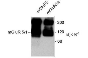 Image no. 1 for anti-Glutamate Receptor, Metabotropic 5/1a (GRM5/1a) (C-Term) antibody (ABIN372670) (GRM1a / GRM5 anticorps  (C-Term))