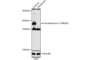 Western blot analysis of extracts from normal (control) and Peroxiredoxin 4 (Peroxiredoxin 4 (PRDX4)) knockout (KO) 293T cells, using Peroxiredoxin 4 (Peroxiredoxin 4 (PRDX4)) antibody (ABIN3022011, ABIN3022012, ABIN3022013 and ABIN1513410) at 1:1000 dilution.