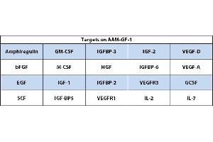 Image no. 1 for Mouse Growth Factor Array C2 (ABIN4955913) (Souris Growth Factor Array C2)
