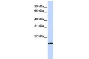 Image no. 1 for anti-Pallidin Homolog (PLDN) (AA 36-85) antibody (ABIN6741270) (Pallidin anticorps  (AA 36-85))