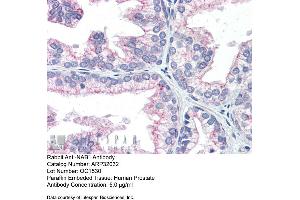 Immunohistochemistry with Human Prostate lysate tissue at an antibody concentration of 5. (NAB1 anticorps  (N-Term))