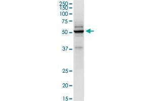 Immunoprecipitation of TRIM21 transfected lysate using anti-TRIM21 MaxPab rabbit polyclonal antibody and Protein A Magnetic Bead , and immunoblotted with TRIM21 purified MaxPab mouse polyclonal antibody (B01P) . (TRIM21 anticorps  (AA 1-475))