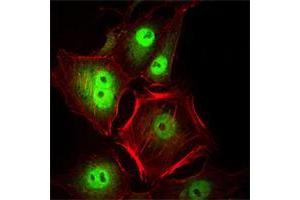 Immunofluorescence analysis of Hela cells using CDC2 mouse mAb (green). (CDK1 anticorps)
