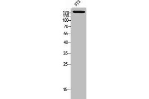 Western Blot analysis of 3T3 cells using CD232 Polyclonal Antibody