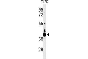 Western blot analysis of VTCN1 Antibody (Center) in T47D cell line lysates (35 µg/lane). (VTCN1 anticorps  (Middle Region))