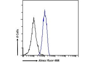 (ABIN5539582) Flow cytometric analysis of paraformaldehyde fixed K562 cells (blue line), permeabilized with 0. (STAT5A anticorps  (AA 681-692))