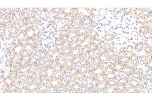 Detection of SNCa in Rat Kidney Tissue using Polyclonal Antibody to Synuclein Alpha (SNCa)