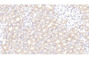 Detection of SNCa in Rat Kidney Tissue using Polyclonal Antibody to Synuclein Alpha (SNCa) (SNCA anticorps  (AA 23-140))