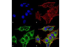 Immunocytochemistry/Immunofluorescence analysis using Mouse Anti-EAAC1 Monoclonal Antibody, Clone S180-41 . (SLC1A1 anticorps  (AA 1-524) (FITC))