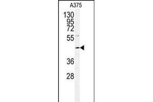 Western blot analysis of POLDIP2 antibody (Center) (ABIN391926 and ABIN2841736) in  cell line lysates (35 μg/lane). (POLDIP2 anticorps  (AA 105-133))