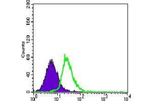 Flow cytometric analysis of HeLa cells using MEF2C mouse mAb (green) and negative control (purple).