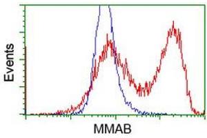 Flow Cytometry (FACS) image for anti-Methylmalonic Aciduria (Cobalamin Deficiency) CblB Type (MMAB) antibody (ABIN1499509) (MMAB anticorps)