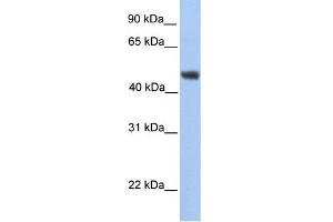 WB Suggested Anti-ALG2 Antibody Titration:  0. (ALG2 anticorps  (C-Term))