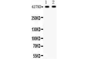 Anti- Dystrophin Picoband antibody, Western blotting All lanes: Anti Dystrophin  at 0. (Dystrophin anticorps  (AA 3076-3404))