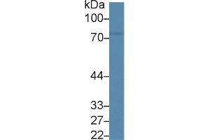 Detection of CD6 in Rat Cerebrum lysate using Polyclonal Antibody to Cluster Of Differentiation 6 (CD6)