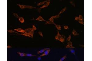 Immunofluorescence analysis of NIH-3T3 cells using YWHAH Polyclonal Antibody at dilution of 1:100 (40x lens).