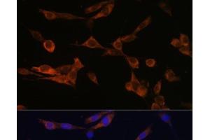 Immunofluorescence analysis of NIH-3T3 cells using YWHAH Polyclonal Antibody at dilution of 1:100 (40x lens). (14-3-3 eta anticorps)
