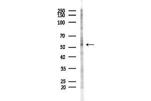 anti-Src Homology 2 Domain Containing Adaptor Protein B (SHB) (C-Term) antibody