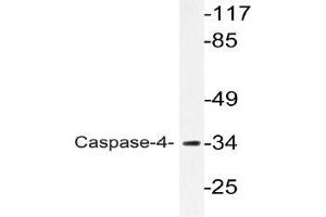 Western blot (WB) analyzes of Caspase-4 antibody in extracts from K562 cells. (Caspase 4 anticorps)
