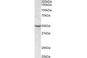 Staining of Jurkat lysate using EEF1A2 Antibody at 0.