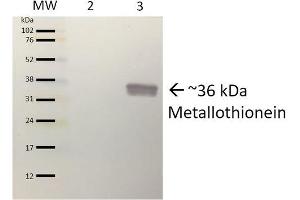 Western blot analysis of Pseudomonas aeruginosa Purified protein showing detection of ~36 kDa (9. (Metallothionein anticorps)