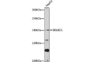 Western blot analysis of extracts of HepG2 cells, using SIGLEC1 antibody (ABIN7270291) at 1:1000 dilution. (Sialoadhesin/CD169 anticorps  (AA 50-300))