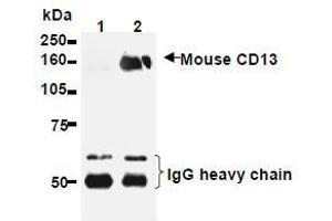 Western Blotting (WB) image for anti-Alanyl (Membrane) Aminopeptidase (ANPEP) antibody (ABIN1449277) (CD13 anticorps)