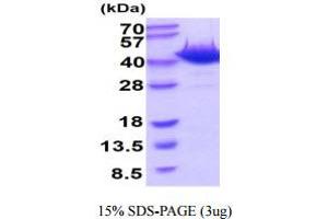 SDS-PAGE (SDS) image for 8-Oxoguanine DNA Glycosylase (OGG1) (AA 1-345) protein (His tag) (ABIN6388043)