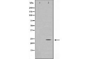 Western blot analysis on COS7 cell lysate using Glucagon Antibody,The lane on the left is treated with the antigen-specific peptide. (Glucagon anticorps)