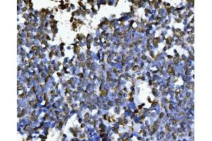 IHC analysis of PC4/SUB1 using anti-PC4/SUB1 antibody (ABIN7602184).