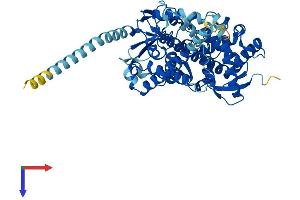 AlphaFold protein structure predicition of Mouse Recombinant Cyp4v2 Protein, UniprotID Q9DBW0