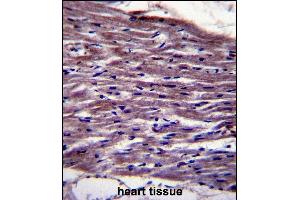 UNC45B Antibody (N-term) (ABIN657903 and ABIN2846854) immunohistochemistry analysis in formalin fixed and paraffin embedded human heart tissue followed by peroxidase conjugation of the secondary antibody and DAB staining. (UNC45B anticorps  (N-Term))