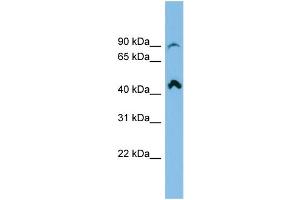 anti-RP11-298P3.3 (N-Term) antibody